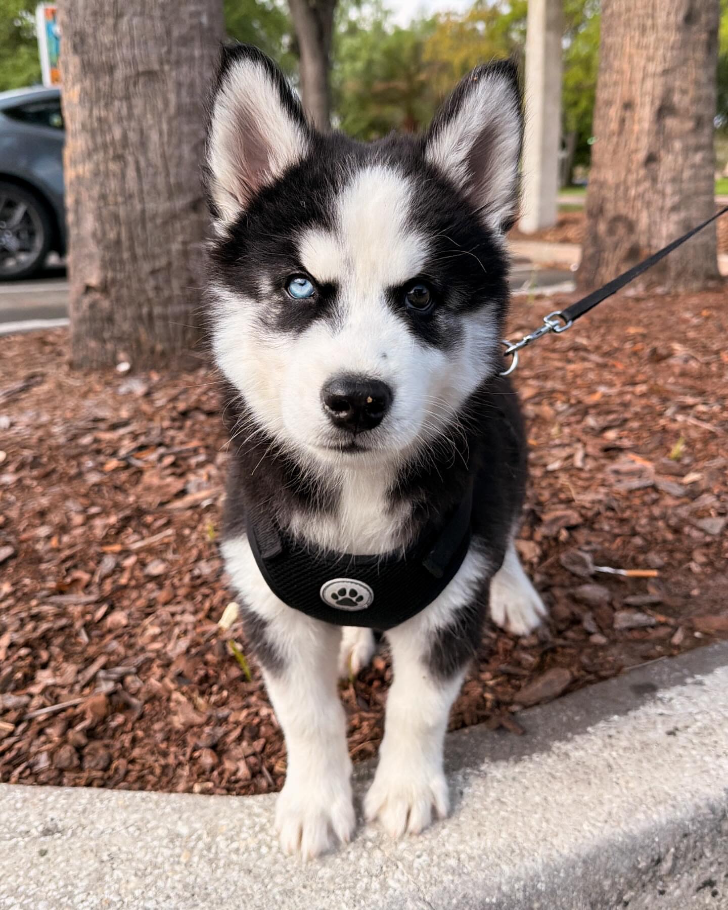 Ally 14 Weeks Old Female Siberian Husky Puppy for Sale at Alvarado Huskies